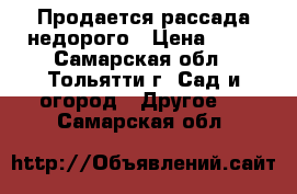 Продается рассада недорого › Цена ­ 20 - Самарская обл., Тольятти г. Сад и огород » Другое   . Самарская обл.